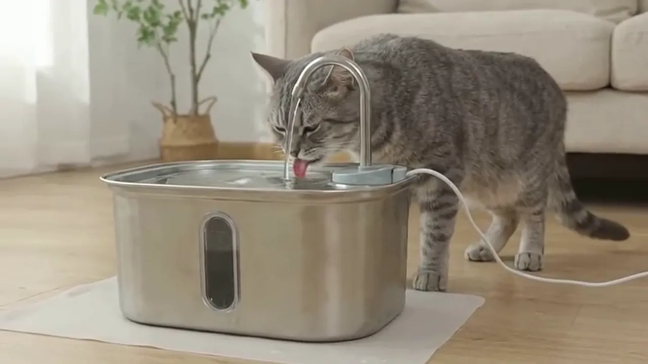 Chat buvant à une fontaine en inox avec câble dans un intérieur